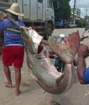 video-de-pescador-que-fisgou-filhote-de-1,5-metro-e-90-quilos-em-rio-no-interior-do-acre-viraliza