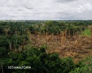 desmatamento-ilegal-e-queimadas:-governo-declara-emergencia-ambiental-em-10-cidades-do-acre