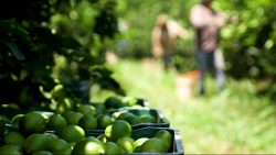 programa-de-educacao-financeira-e-empreendedora-para-agricultores-de-rio-branco-e-aprovado-pela-prefeitura