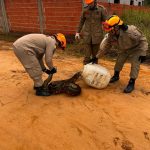 sucuri-de-mais-de-4-metros-e-capturada-no-ac-apos-morador-ligar-para-bombeiros