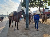 expoacre-2023:-cavalgada-tem-inscricao-de-apenas-uma-comitiva-e-mais-de-270-cavalos-em-rio-branco