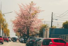 ipes-florescem-e-enfeitam-rio-branco-durante-periodo-de-seca