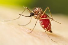 acre-notifica-mais-de-3,5-mil-casos-de-malaria-em-2023,-aponta-saude