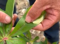 com-80%-das-plantacoes-atingidas,-cruzeiro-do-sul-combate-lagarta-que-ataca-producao-de-mandioca