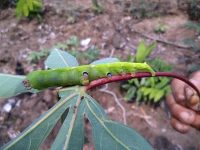 infestacao-de-lagarta-mandarova-afeta-producao-de-farinha-em-cruzeiro-do-sul-e-municipio-declara-emergencia