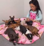 acreana-de-5-anos-grava-videos-fazendo-cachorros-dormirem-e-acumula-milhoes-de-visualizacoes:-‘encantadora-de-pinscher’