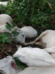 raio-atinge-pasto-e-mata-16-animais-em-fazenda-no-interior-do-ac;-video