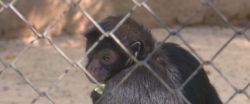 macaca-da-especie-sagui-e-a-mais-nova-atracao-do-parque-chico-mendes-em-rio-branco