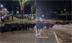 grupo-de-capivaras-atravessa-rua-em-fila-e-para-o-transito-em-rio-branco;-video