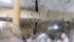 com-aumento-de-106%-nos-casos-de-dengue,-governo-decreta-situacao-de-emergencia-no-acre