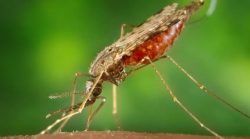 acre-tem-a-maior-incidencia-de-casos-de-malaria-em-zona-rural-da-regiao-norte,-aponta-boletim