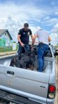 video:-caes-da-raca-rottweiler-em-situacao-de-abandono-e-sinais-de-maus-tratos-sao-resgatados-no-acre