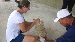 com-meta-de-vacinar-15-mil-animais,-cruzeiro-do-sul-imuniza-caes-e-gatos-contra-raiva